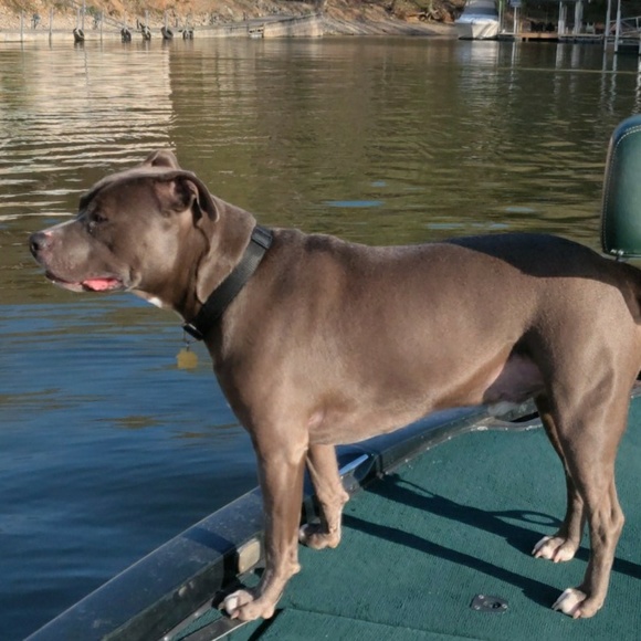 Meet your Posher, Joe - Picture 1 of 1